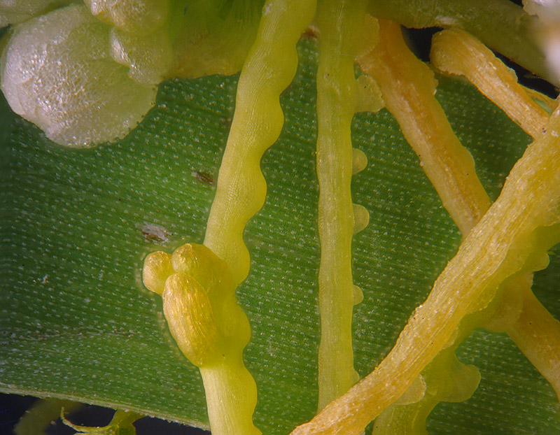 Cuscuta campestris / Cuscuta ungherese